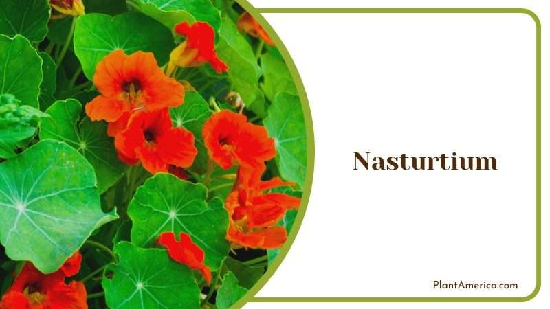 Nasturtium Growing in Pot Plant America