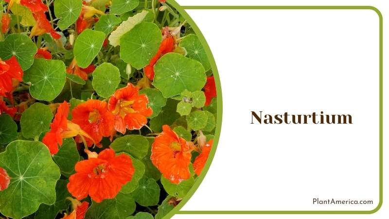 Nasturtium Plant America