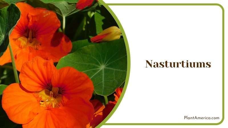 Nasturtiums Flower Plant America