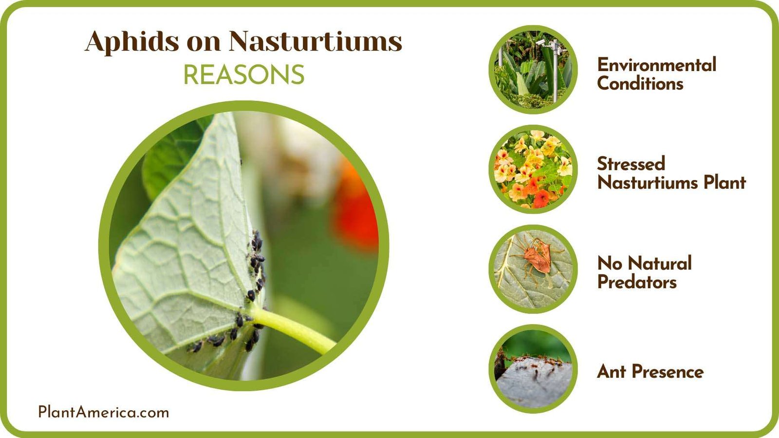 Nasturtiums Infested by Aphids Plant America Nasturtiums Infested by Aphids Plant America