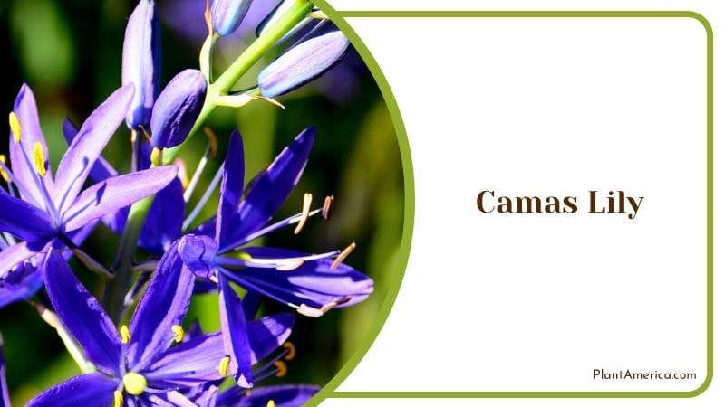 Native Beauty of Elegant Camas Lily Plant America