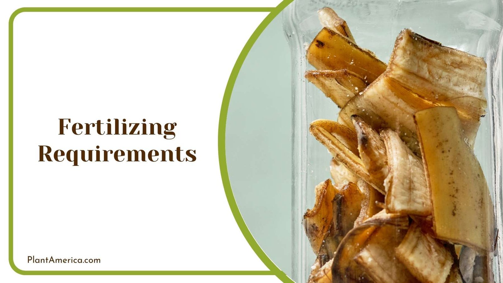 Natural Banana Peels In a Jar To Become Fertilizer Plant America