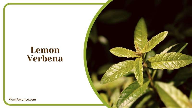 Natural Lemon Verbena Plant Plant America