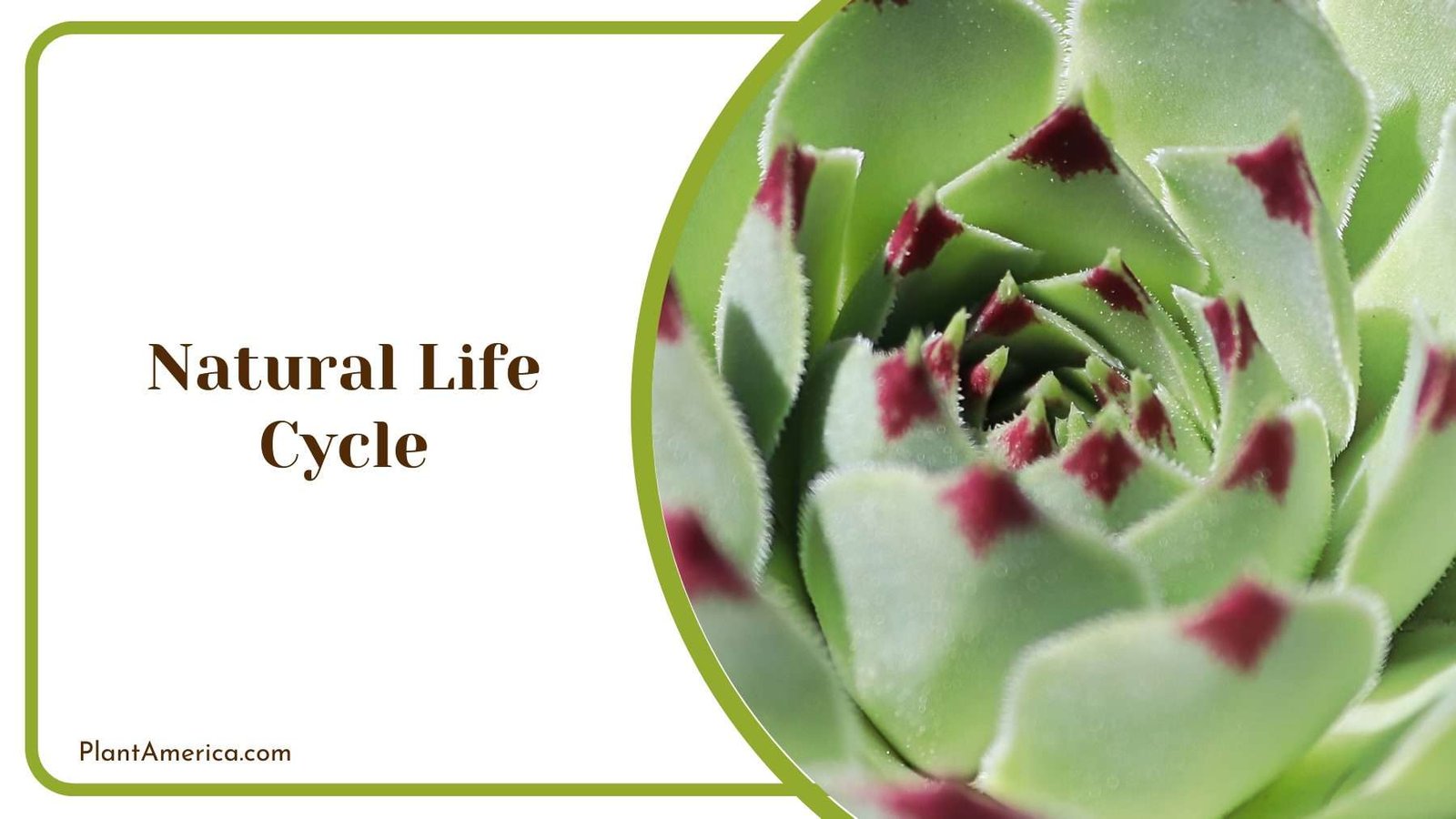 Natural Life Cycle Plant America
