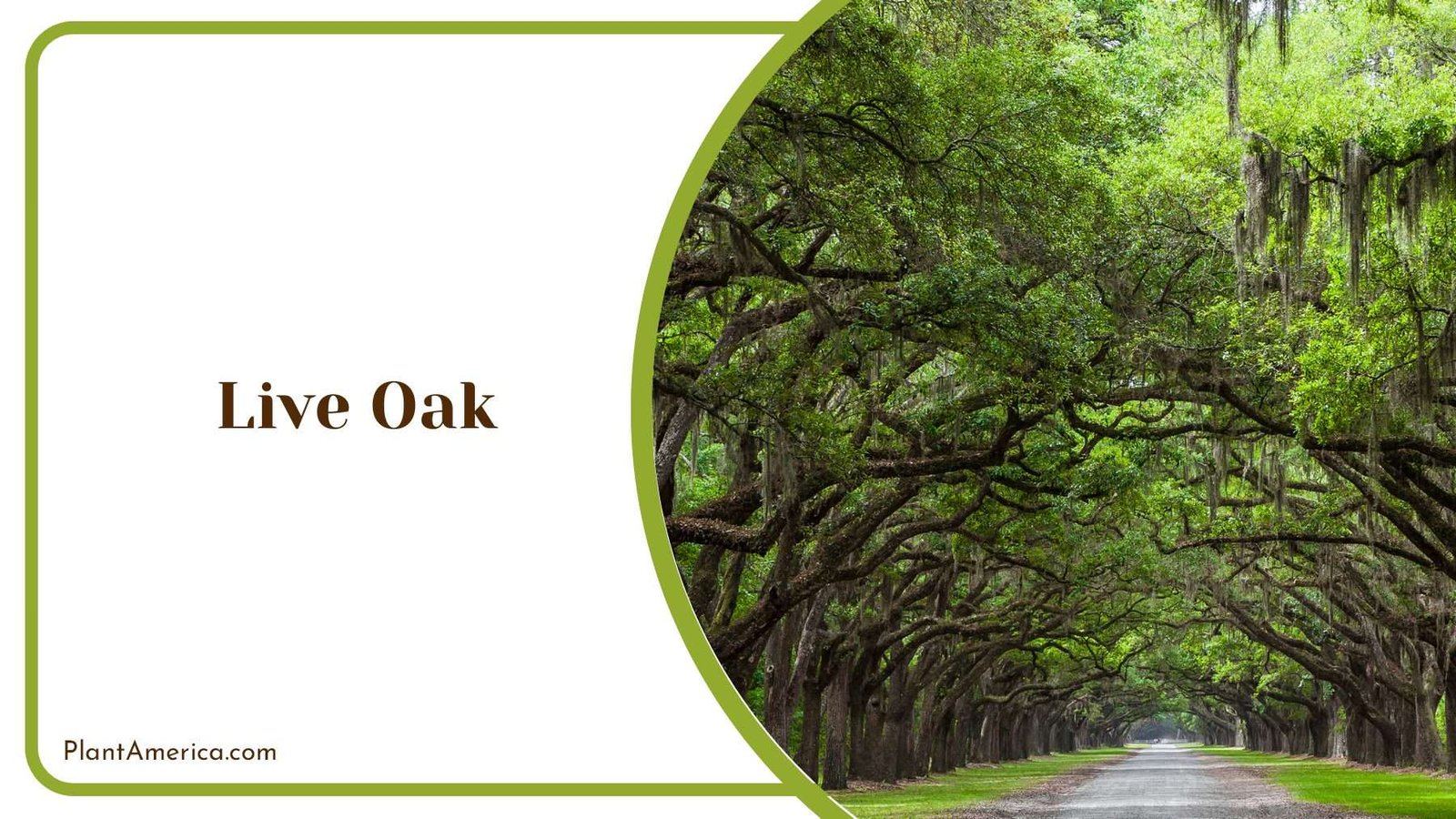 Natural Live Oak Shade PlantAmerica