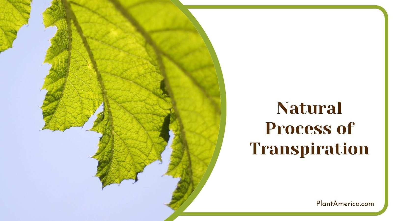 Natural Process of Transpiration Plant America Natural Process of Transpiration Plant America