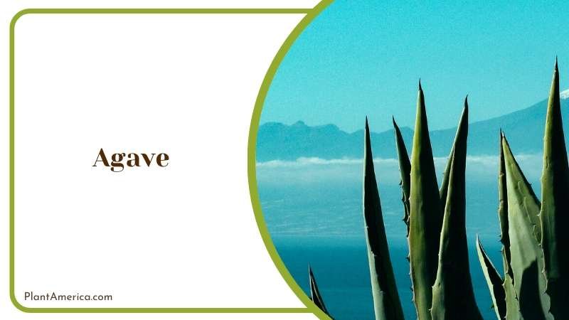 Natures Beauty in Your Home png Plant America