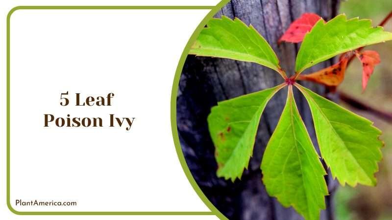 Navigating the Dangers of Poison Ivy Plant America