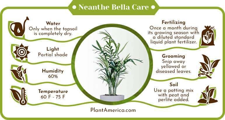 Neanthe Bella Care Infographic Plant America Neanthe Bella: The Ultimate Plant Care Guide for This Small Beauty