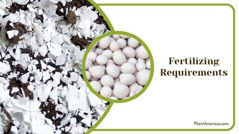 Necessary Fertilizer for Begonia Fuchsioides ~ PlantAmerica Necessary Fertilizer for Begonia Fuchsioides ~ PlantAmerica