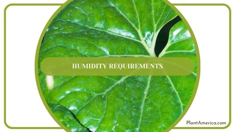 Necessary Humidity for Leopard Plant Plant America