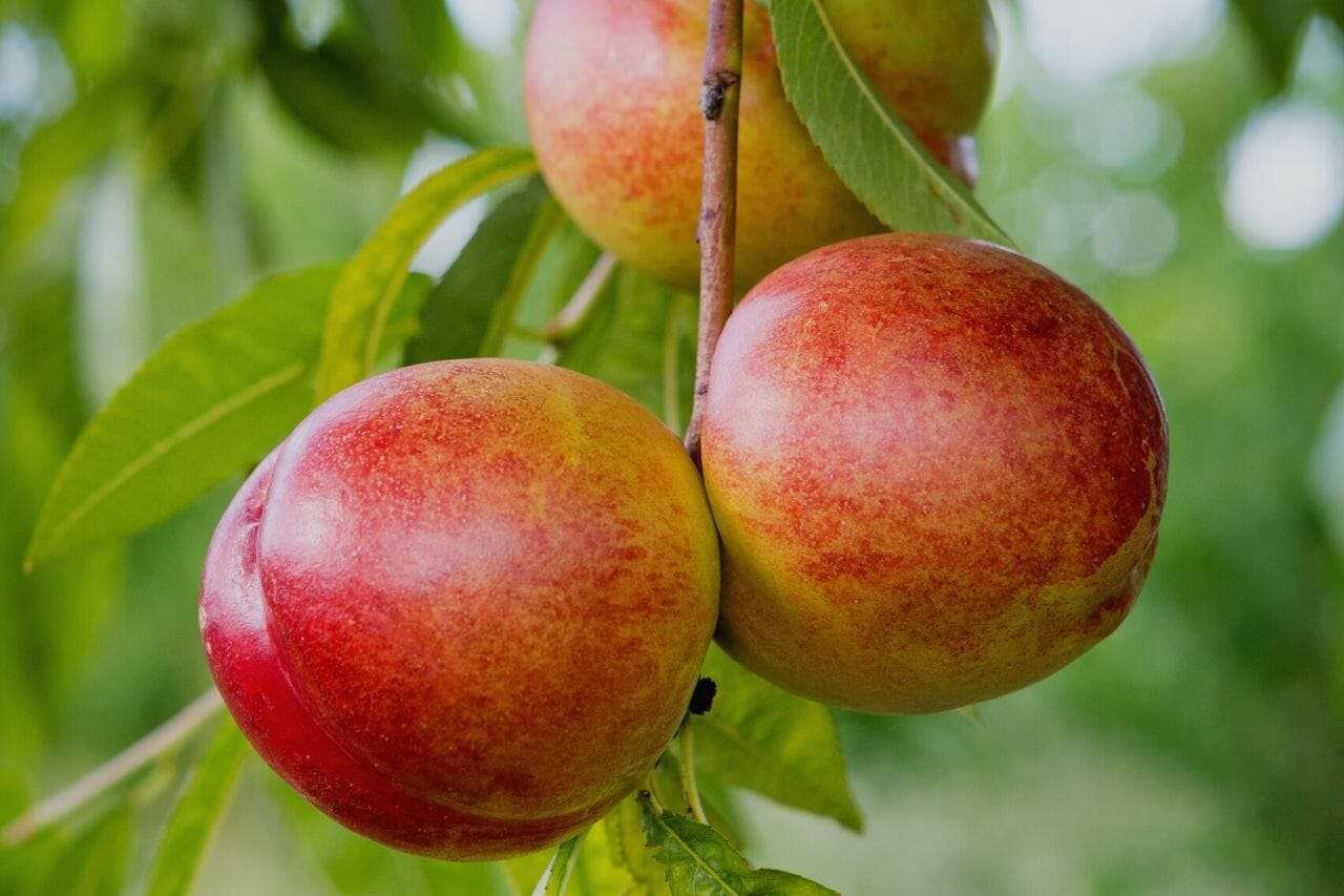 Nectarines PlantAmerica