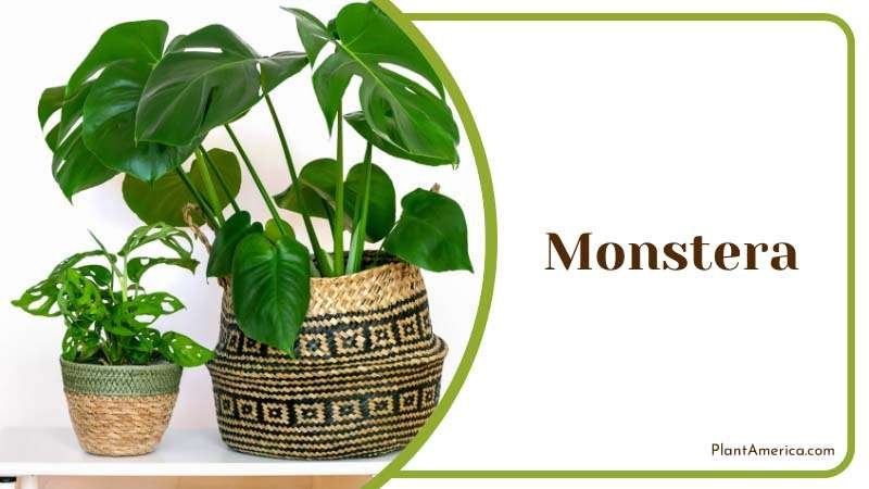 Need a change of pot Monstera Plant America Need a change of pot Monstera Plant America