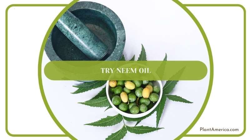 Neem Oil A Great Treatment for Plants Plant America