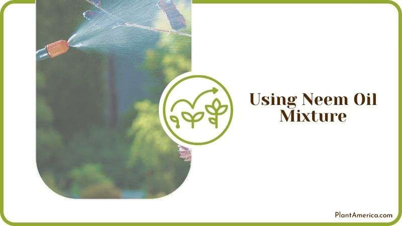 Neem Oil Mixture for White Mold Plant America