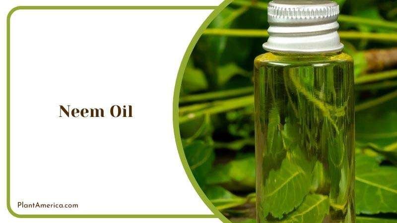 Neem Oil Plant America