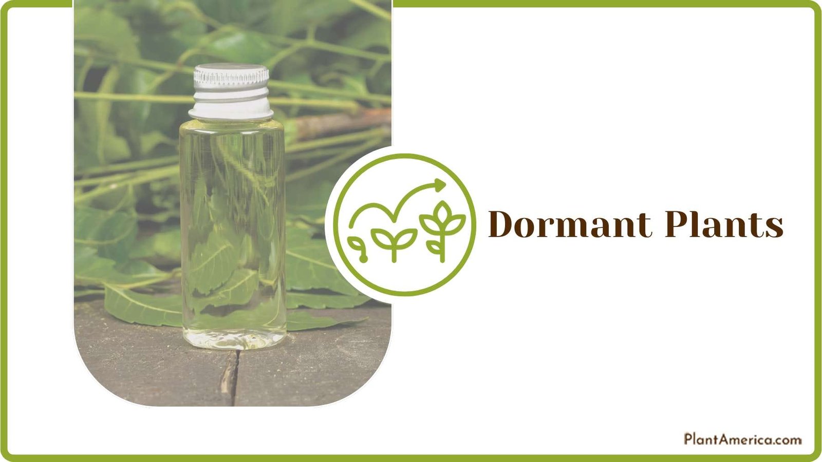 Neem Oil Spray on Myrtle Plant America