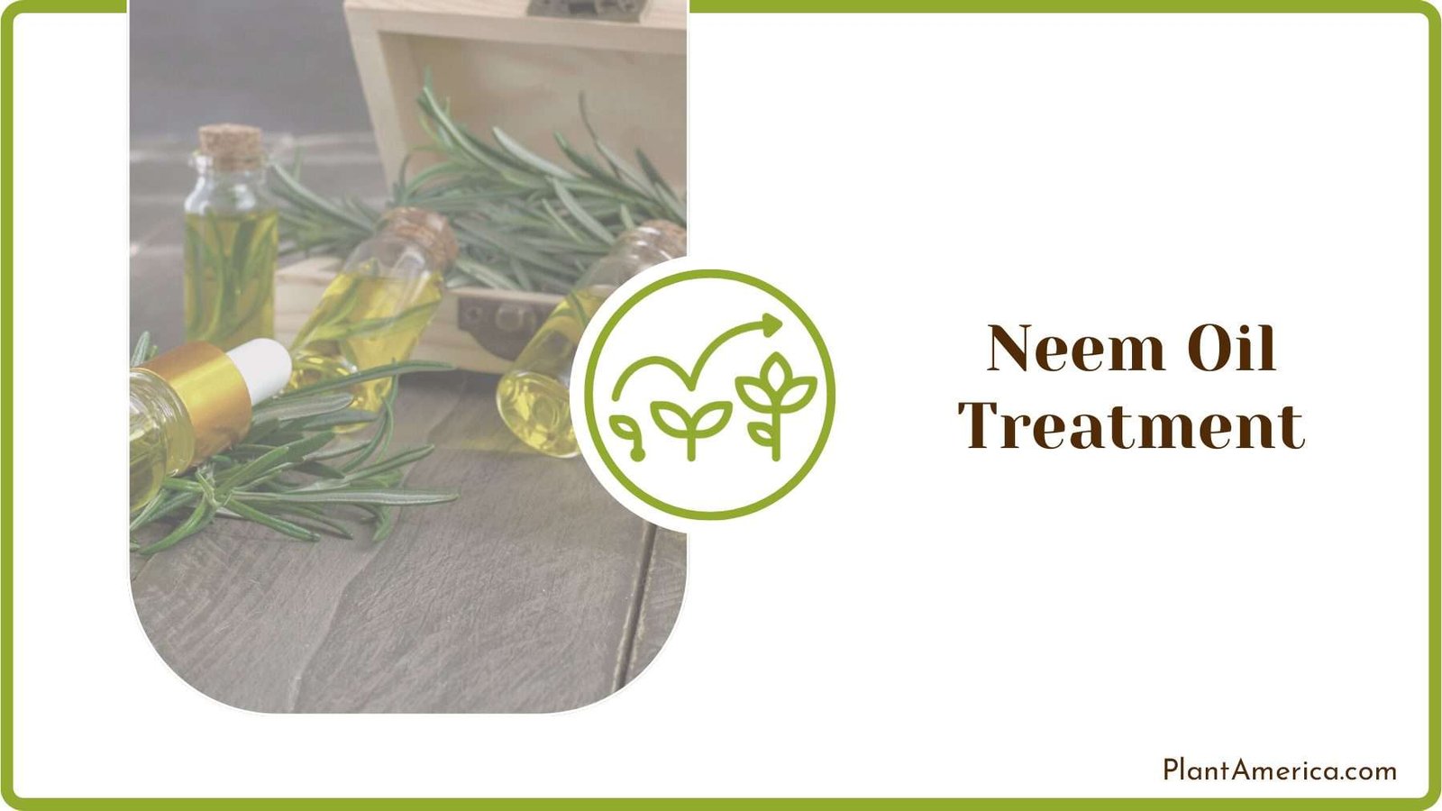 Neem Oil Treatment for Plants Plant America