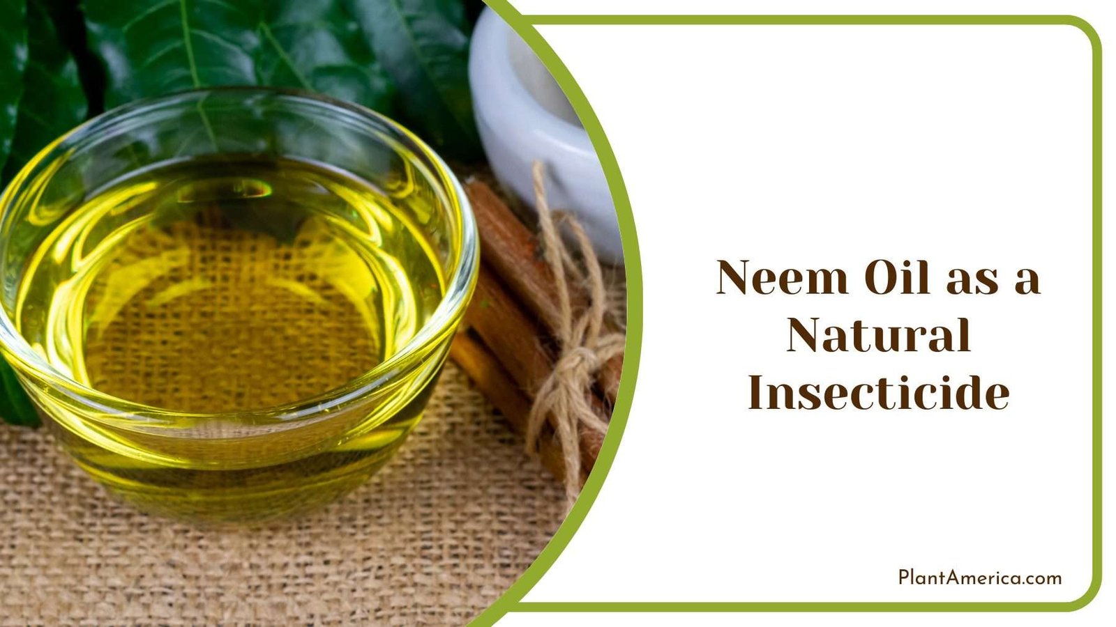 Neem Oil as a Natural Insecticide Plant America