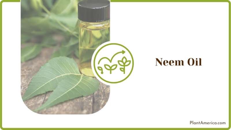 Neem Oil for Healthy Plants Plant America