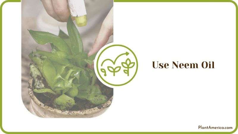 Neem Oil for Removing Mold in Plants Plant America 1