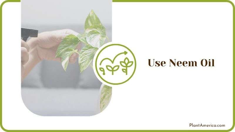 Neem Oil to Clean Leaves Plant America