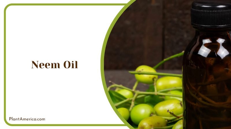 Neem Oil to Reduce Grasshoppers PlantAmerica