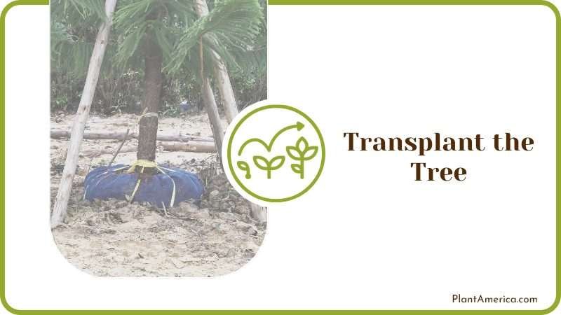 Neighbors Tree Roots Plant America