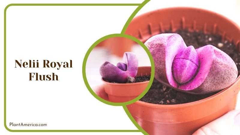 Nelii Royal Flush in a Pot Plant America Nelii Royal Flush in a Pot Plant America