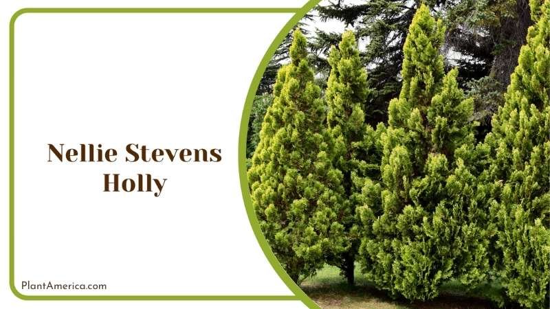 Nellie Stevens Holly Plant America
