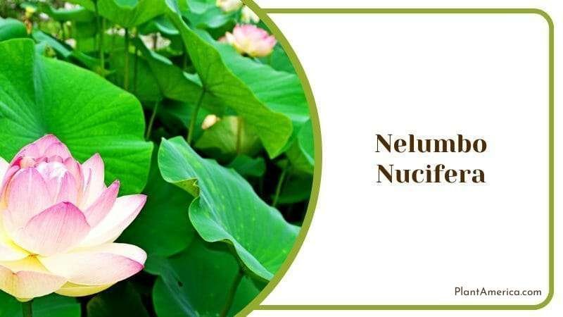 Nelumbo Nucifera Lotus Water Lily Aquatic Plant Plant America