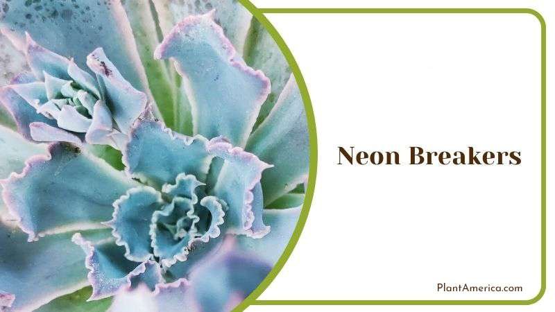 Neon Breakers Plant America Neon Breakers Plant America
