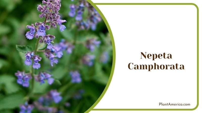 Nepeta Camphorata Plants Plant America