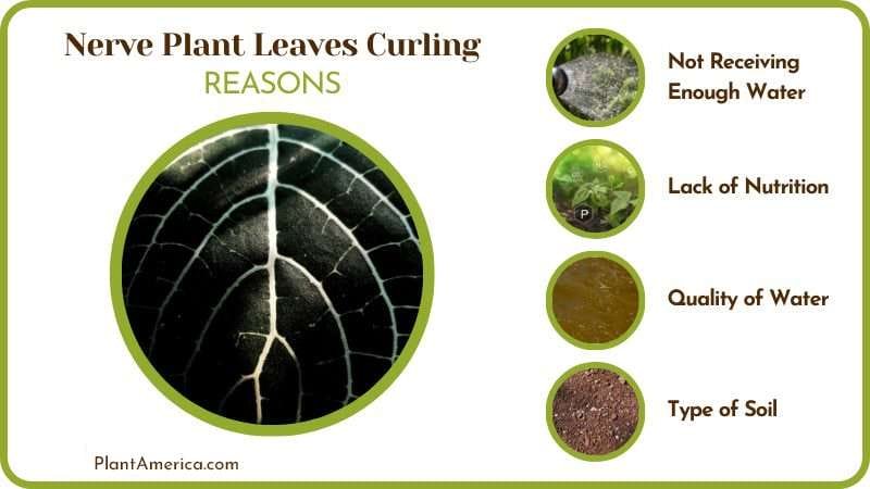 Nerve Plant Leaves Curling Problem PlantAmerica