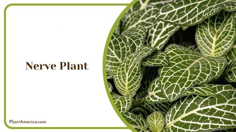 Nerve Plant Plant America