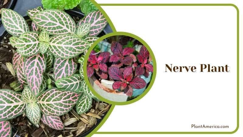 Nerve Plant PlantAmerica Nerve Plant PlantAmerica
