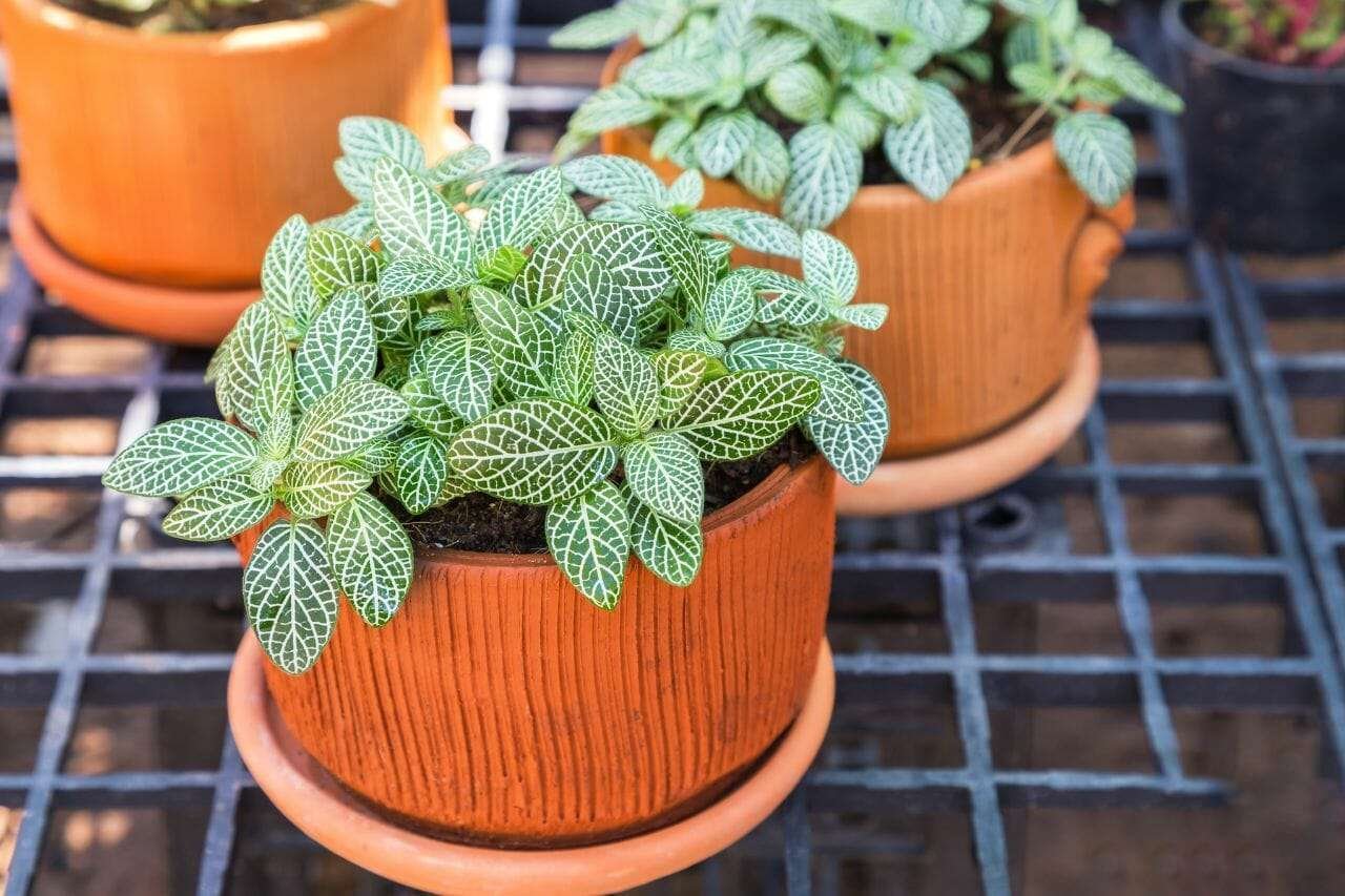 Nerve plant or Mosaic plant Fittonia albivenis Plant America Nerve plant or Mosaic plant Fittonia albivenis Plant America