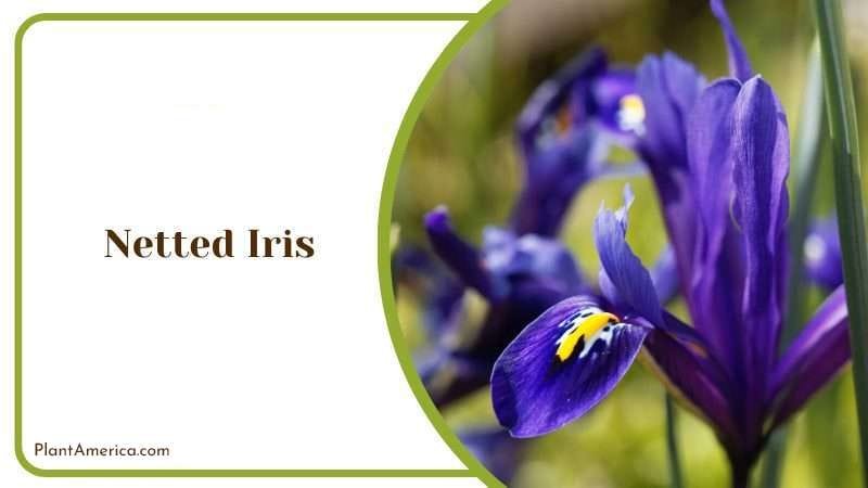 Netted Iris PlantAmerica