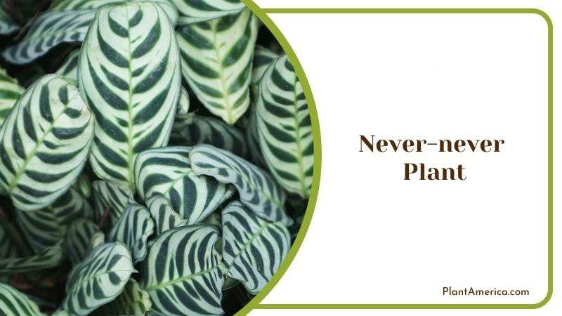 Never Never Plant Variegated Foliage Plant America Never Never Plant Variegated Foliage Plant America
