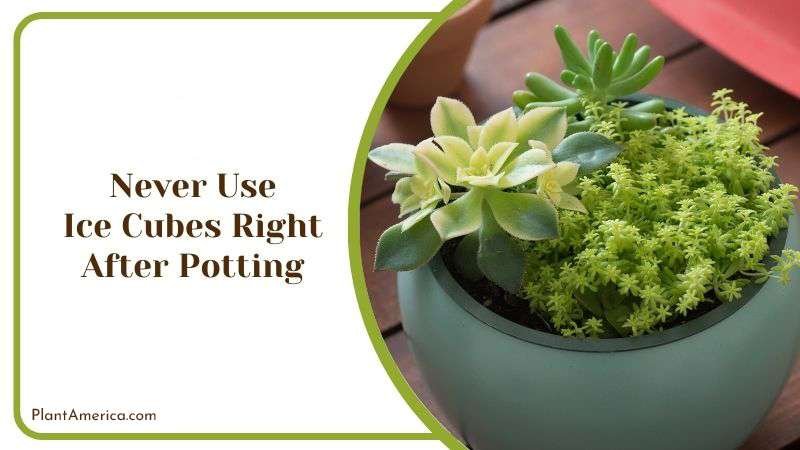 Never Use Ice Cubes Right After Potting Plant America
