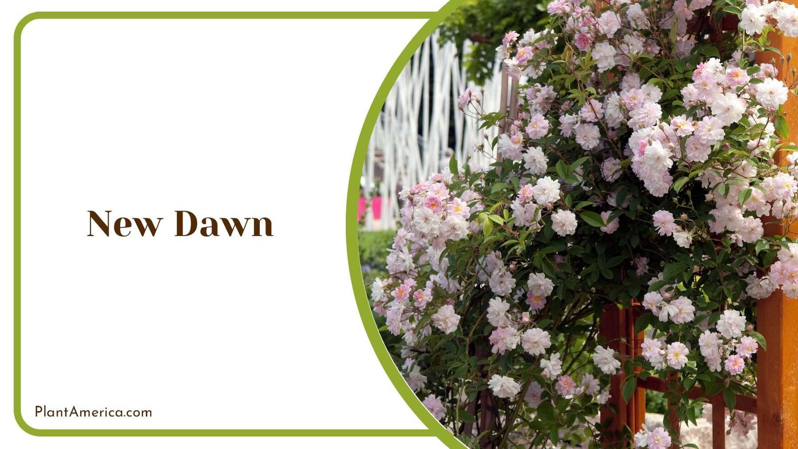 New Dawn Blooms In A Garden Plant America