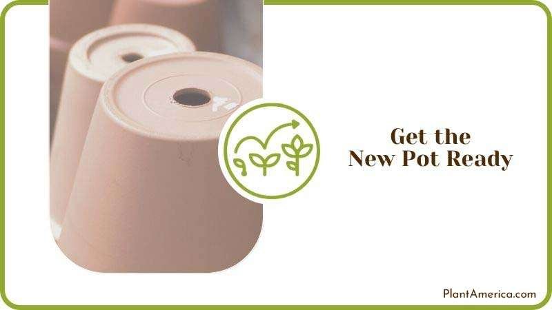 How to Repot Large Plants: Giving Your Greens Room to Grow - Plant America
