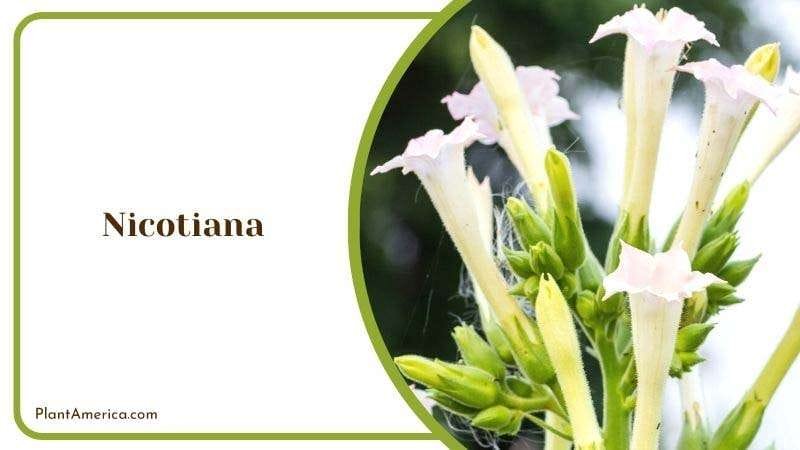Nicotiana PlantAmerica
