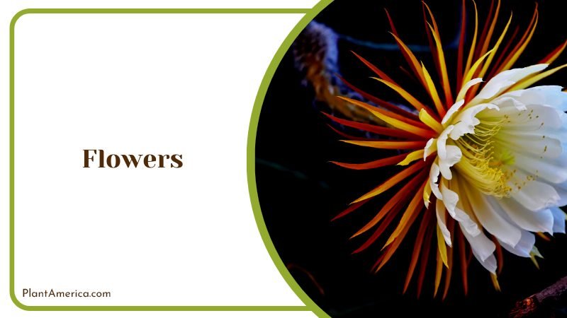 Night Blooming Queen of Cactus Plant America Night Blooming Queen of Cactus Plant America