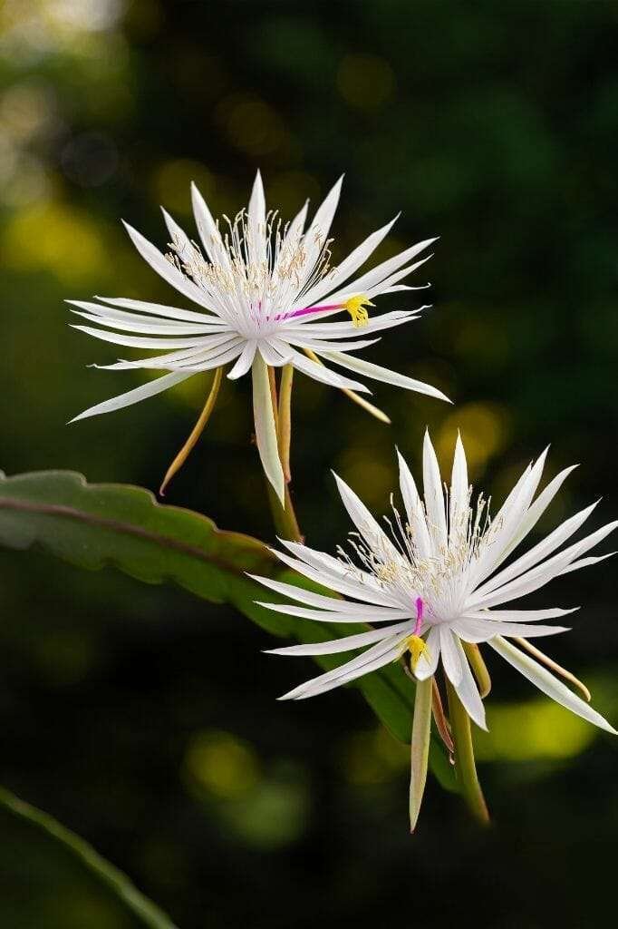 Night blooming orchid cactus Epiphyllum hookeri