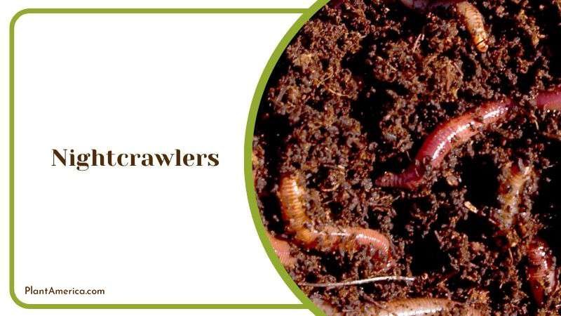 Nightcrawlers in Compost Piles Plant America Nightcrawlers in Compost Piles Plant America