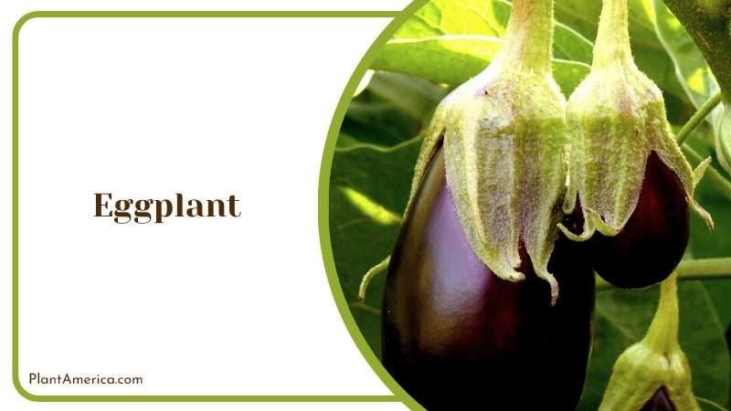 Nightshade Vegetable with a Mild Flavor PlantAmerica Nightshade Vegetable with a Mild Flavor PlantAmerica