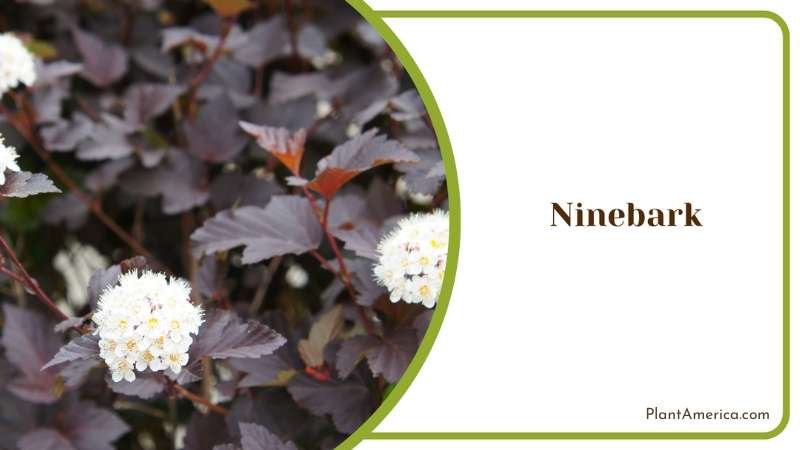 Ninebark In Backyard Plant America