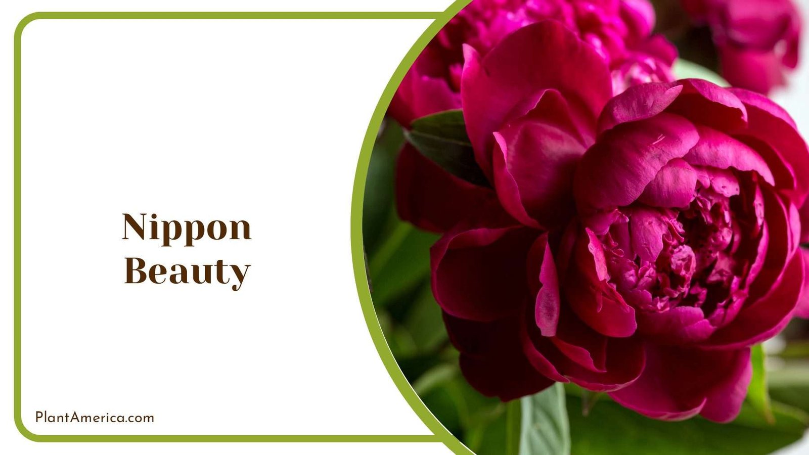 Nippon Beauty Plant America