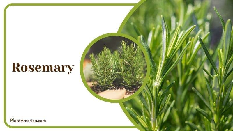 No See Ums Hate Rosemary PlantAmerica